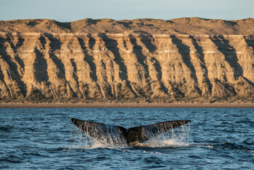 Sohutern right whale  lobtailing, endangered species, Patagonia,Argentina