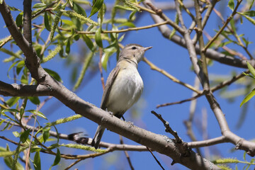 Warbling verio in a tree searching for insect food in spring on a beautiful day with blue sky
