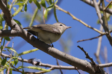Warbling verio in a tree searching for insect food in spring on a beautiful day with blue sky
