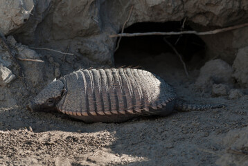 Hairy Armadillo, in desert environment, Peninsula Valdes, Patagonia, Argentina
