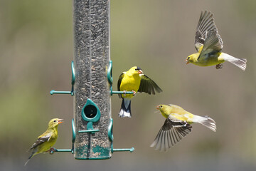 Goldfinches in midair confrontations near the bird feeder on beautiful spring evening, fighting...