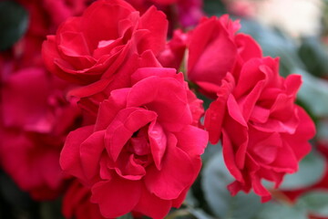 The roses are in full bloom.