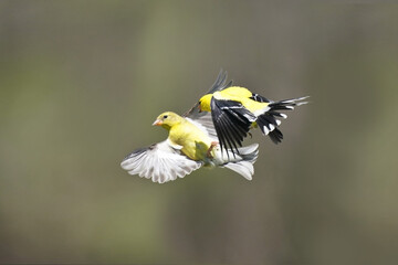 Fototapeta premium Goldfinches in midair confrontations near the bird feeder on beautiful spring evening, fighting over food' 