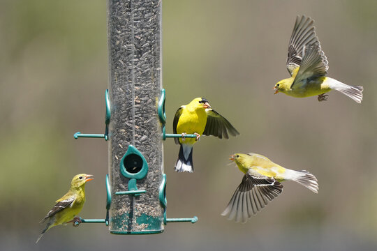 Goldfinches in midair confrontations near the bird feeder on beautiful spring evening, fighting over food'
