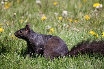 Eastern Grey Squirrels half shed out winter coat so sleek summer coat is showing on spring evening in grass
