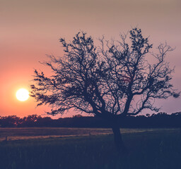 Lonely tree in La Pampa at sunset, Patagonia,Argentina