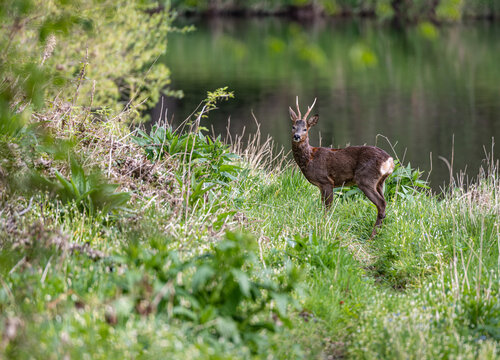 Male Roe Deer On A River Bank In Scotland