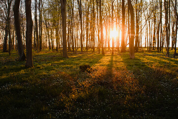 Colorful summer forest with warm sunset light coming into the forest with tree silhouettes and...