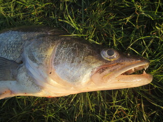 Kopf eine kapitaen Zanders