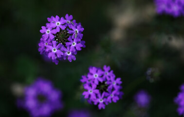 Fototapeta premium Beautiful plants, flowers and landscape.