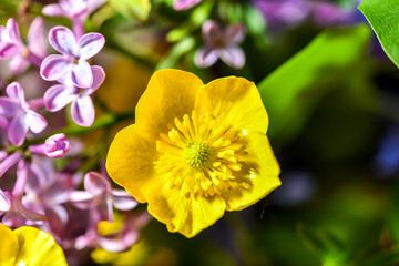 beautiful yellow blooming ducklings, the background of spring flowers, they are fond of insects