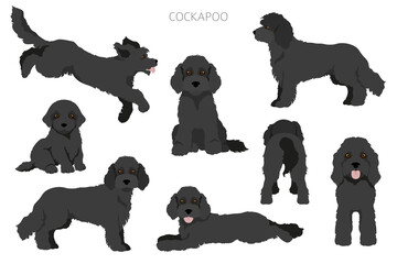 Cockapoo mix breed clipart. Different poses, coat colors set.