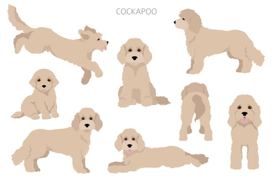 Cockapoo mix breed clipart. Different poses, coat colors set.