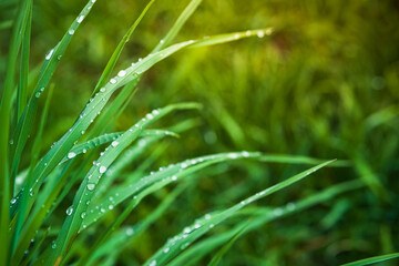 Fototapeta na wymiar Closeup of green grass with drops of dew in morning light. 