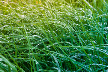 Closeup of green grass with drops of dew in morning light.
