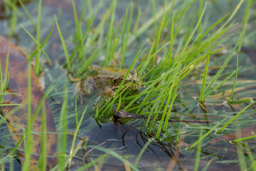 A frog sits in grass in water at the edge of a swamp