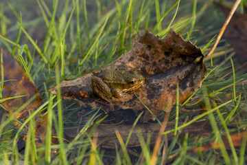 A frog sits on a leaf in the water at the edge of a swamp