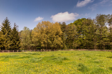 View of the Hahnheide nature reserve