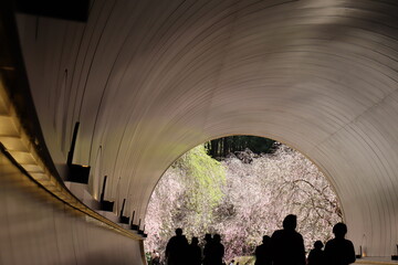 桜トンネル