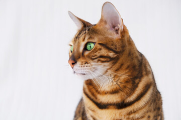 Close-up of beautiful bengal red cat head profile, looking left on white, light grey background. Copyspace for text