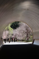 桜トンネル