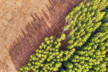 a felled forest part from above