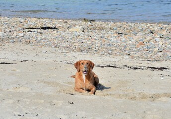 Beautiful dog on a beach