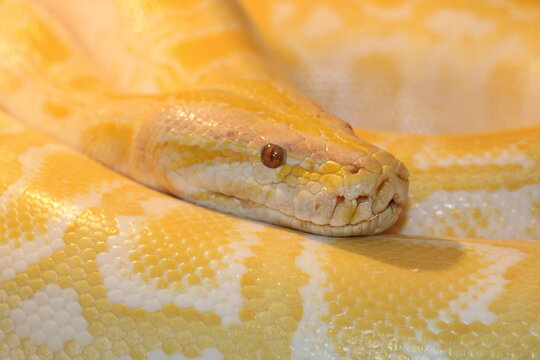 albino tiger python close up