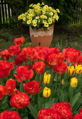 Tulipany w ogrodzie