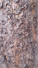 bark of a tree