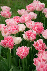 Fototapeta premium Tulipany w ogrodzie