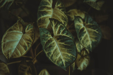 Fototapeta premium The green leaves of the tropical flower are in a dark toning.