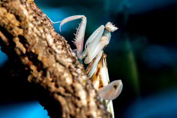 Orchiedeenmantis