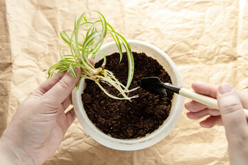 Planting a room flower in a pot is a process. Care for chlorophyteum.