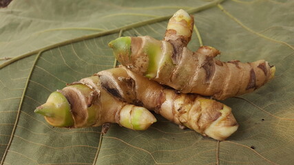 fresh curcuma heyneana