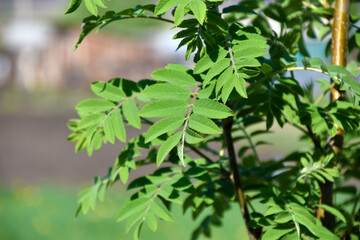 Fototapeta na wymiar Green mountain ash leaves close up in summer
