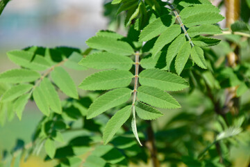 Green mountain ash leaves close up in summer