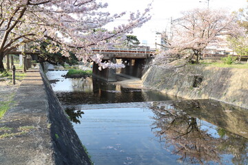 Fototapeta na wymiar 桜と電車