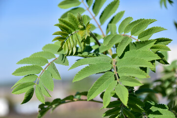 Green mountain ash leaves close up in summer