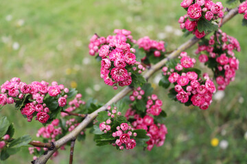 Beautiful pink flowering tree. Blooming on a tree