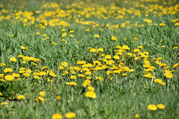 Yellow flowers of dandelion meadow in summer