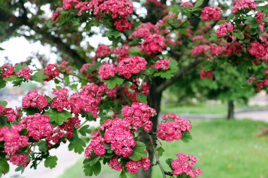 Beautiful Pink Flowering Tree. Blooming On A Tree