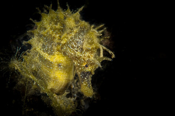 Yellow seahorse in the Mediterranean sea - Hippocampus guttulatus © Mike Workman
