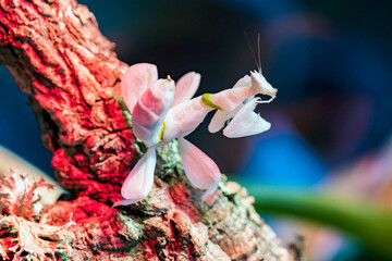 Junge Orchideenmantis am schauen