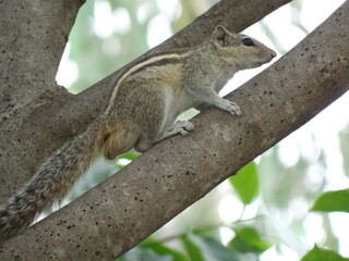 Active Squirrel on a Tree, natural habitat