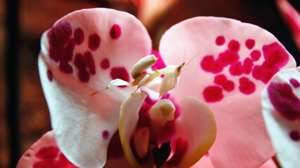 Ganz kleine Orchideenmatis