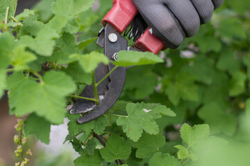 pruning a tree