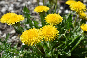 Yellow dandelion flowers macro photography in summer