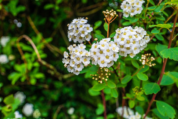 white flowers