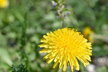 Yellow dandelion flowers macro photography in summer
